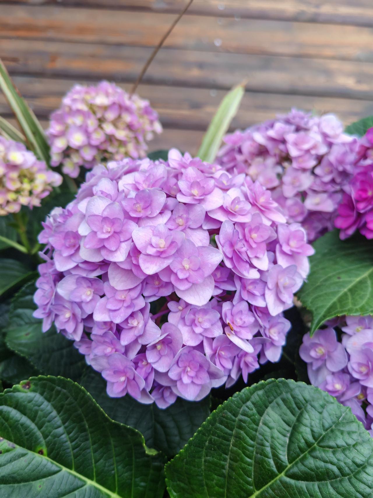 四月的武汉真是一路繁花，绣球花就是这春日盛景里的一抹亮色。
花团缀满枝头，像一片