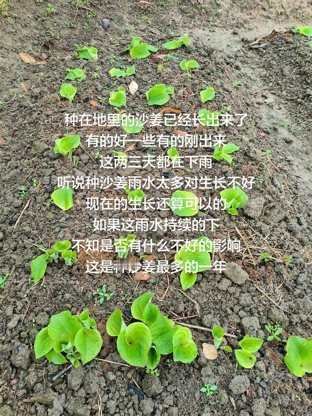 种在地里的沙姜已经长出来了
有的好一些有的刚出来
这两三天都在下雨
听说种沙姜雨