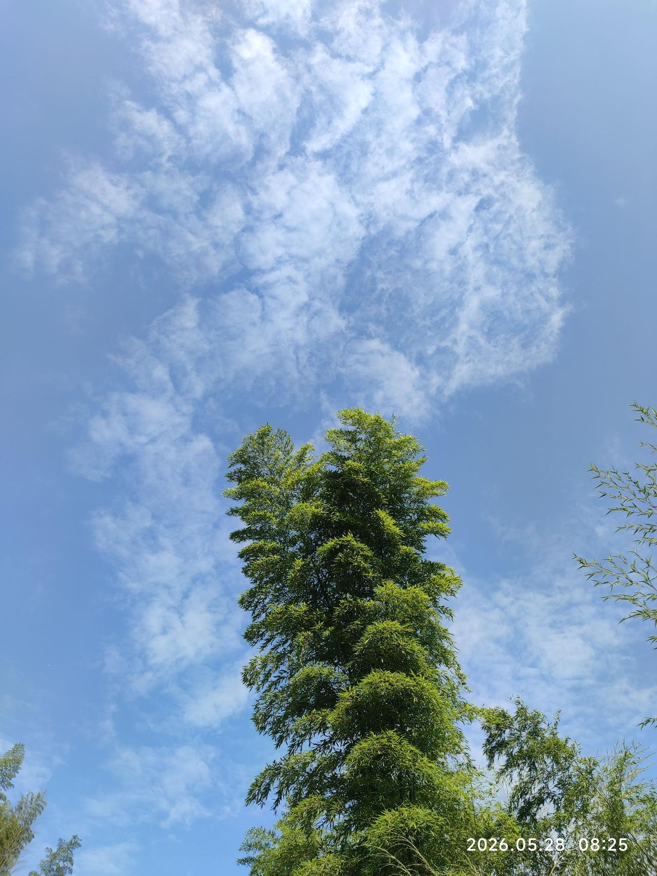 风很轻树很绿