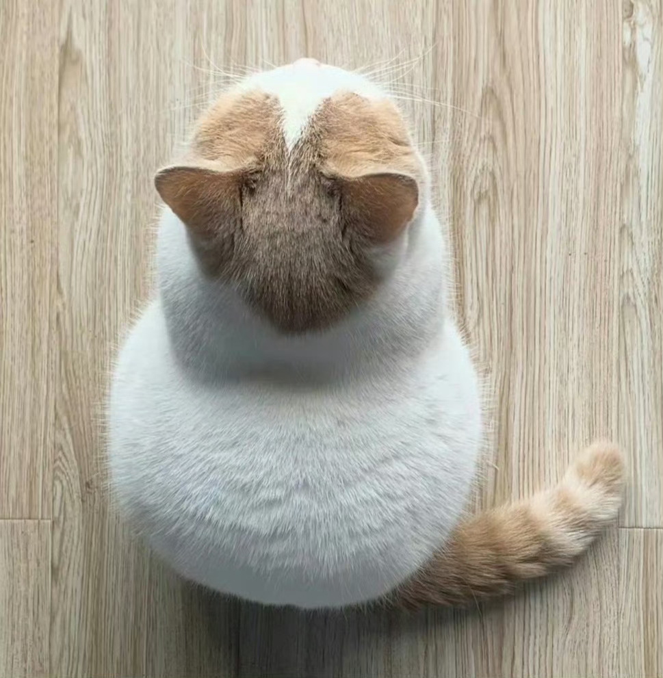 防止你没见过：这么圆的猫[抱一抱] ​​​