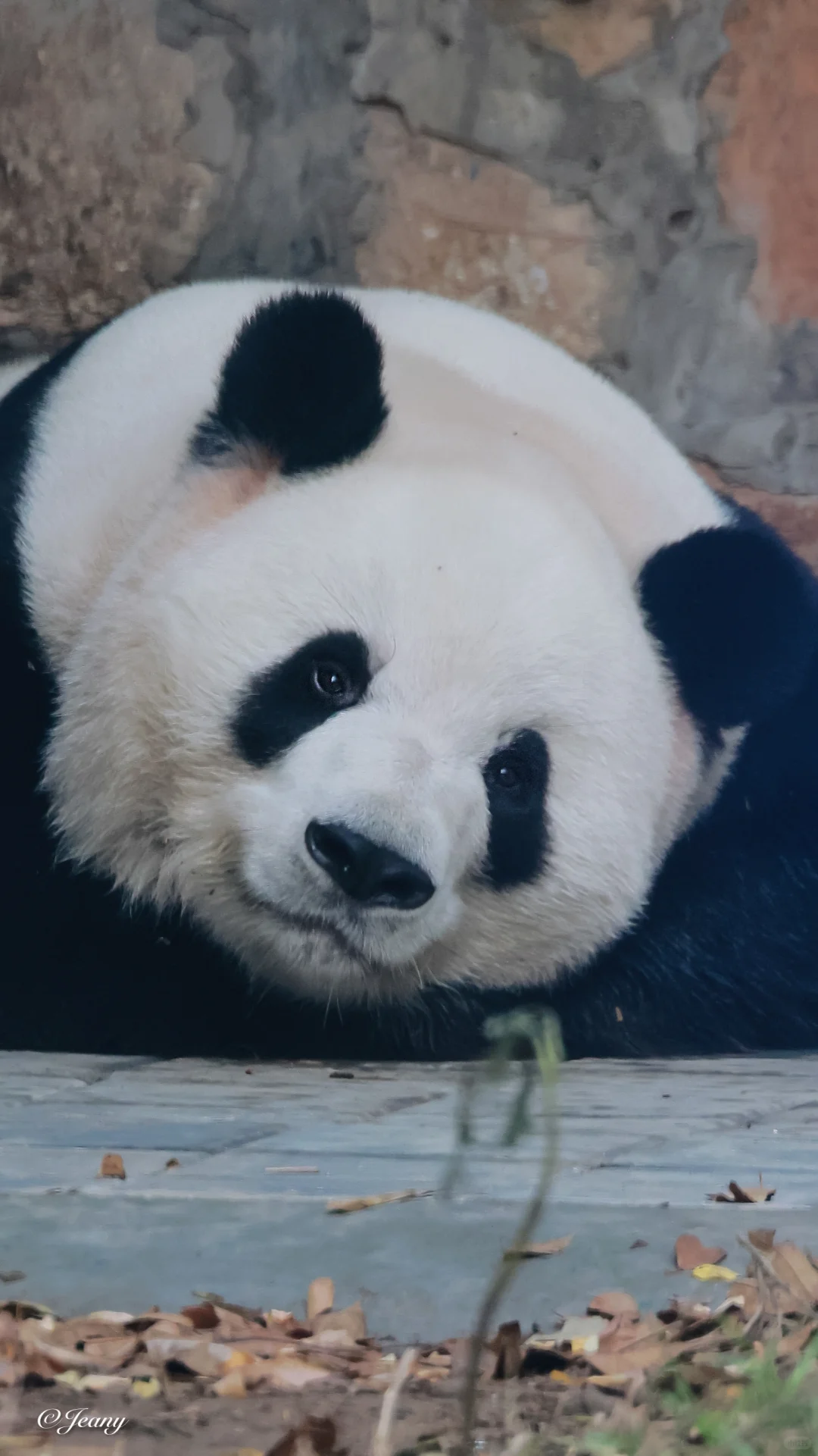 11.9萌兰🐼我从缝隙中拍到萌兰😍是什么样？