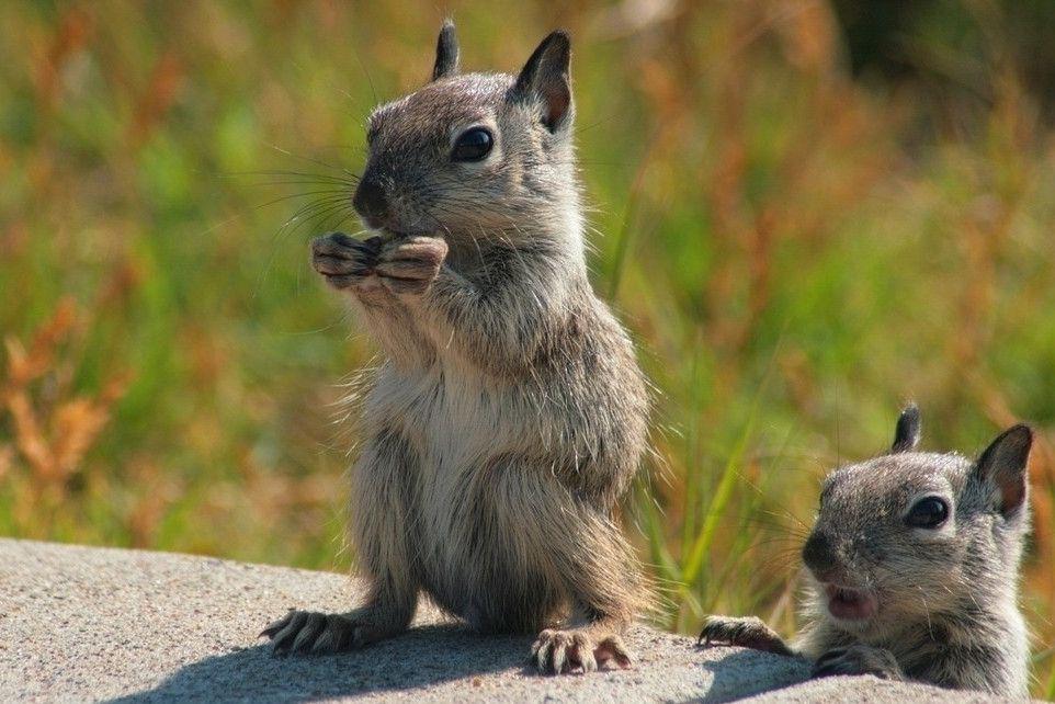 松鼠是冬日里的勤劳规划师。当秋风渐起，它们便开始不知疲倦地奔波，将一枚枚坚果埋藏