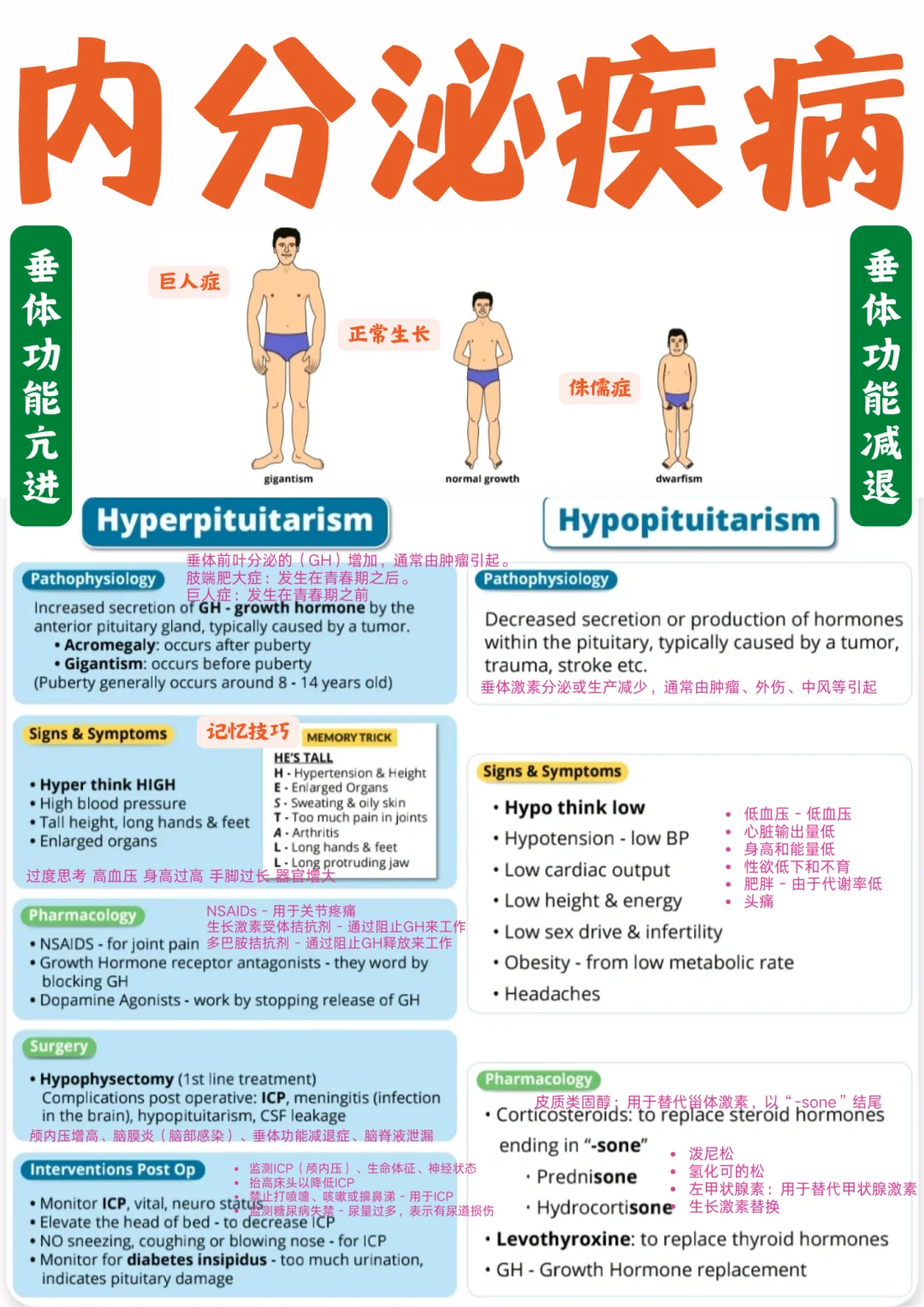备考RN/内分泌垂体！！学！！单词