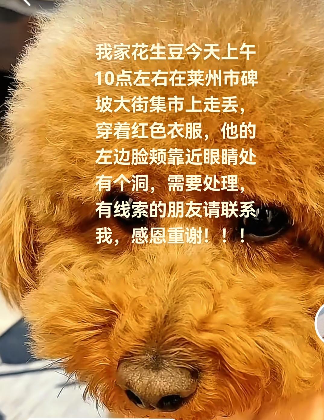 寻狗启示。我家花生豆今天上午在莱州市碑坡大街集市上走丢，穿着红色衣服...