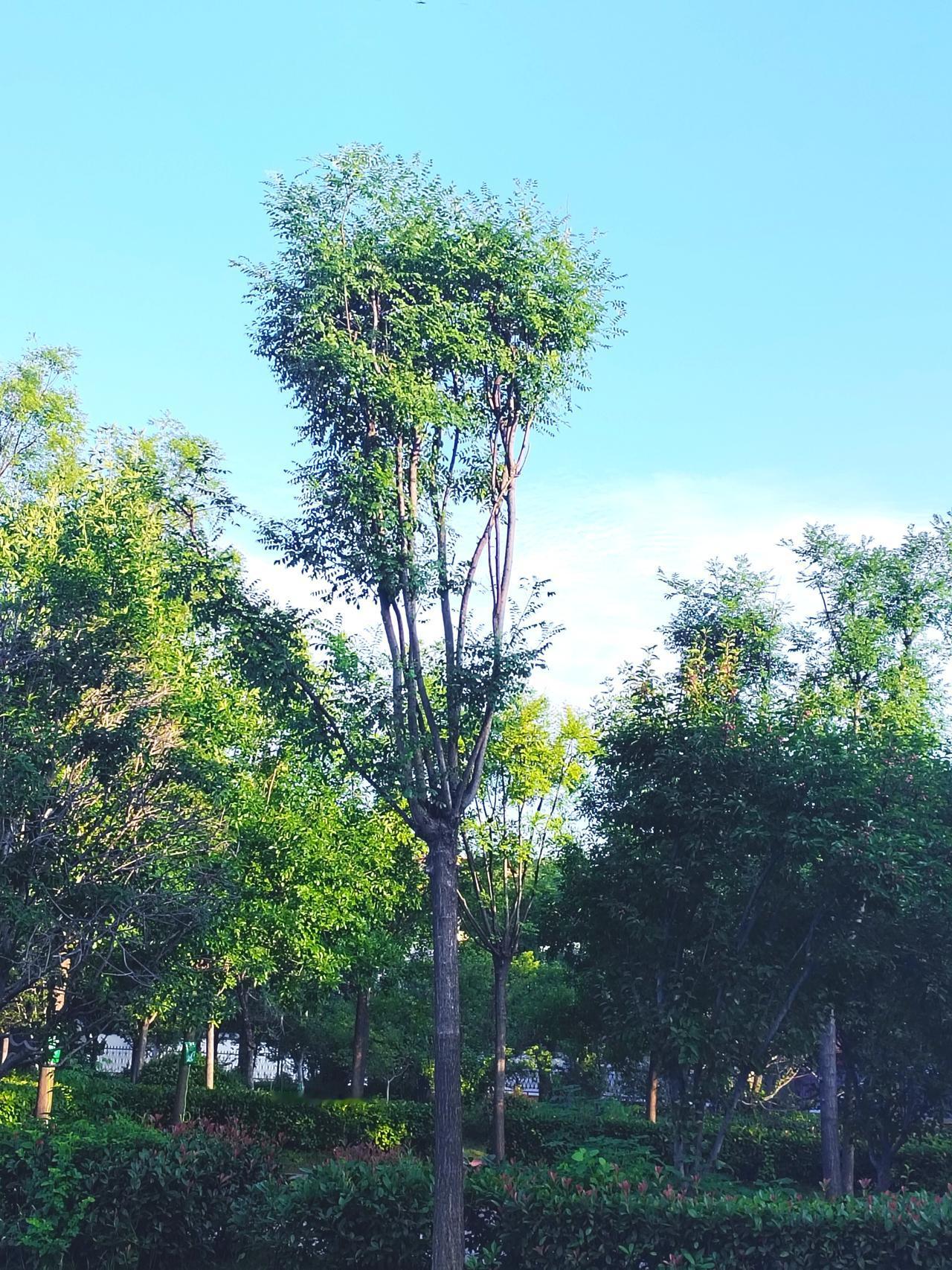 散步美景随手拍，早晨起床洗漱后，就去了公园散步锻炼身体，看到雨过天晴的公园绿值特