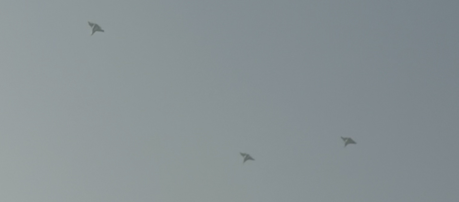 据说这几天流行“蜂群”。（图片来自网络） 