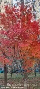 清江引·枫叶
寒英蕊落风影弄，
百草经枯梦。
枫霜岁月悠，
秋至颜如诵。
似火艳