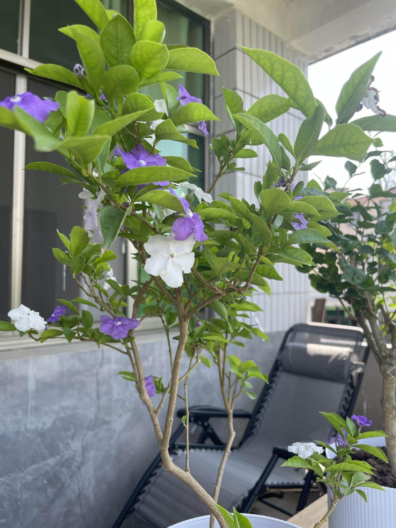 我家阳台上的花花阳台赏花 阳台下风景 花园阳台生活