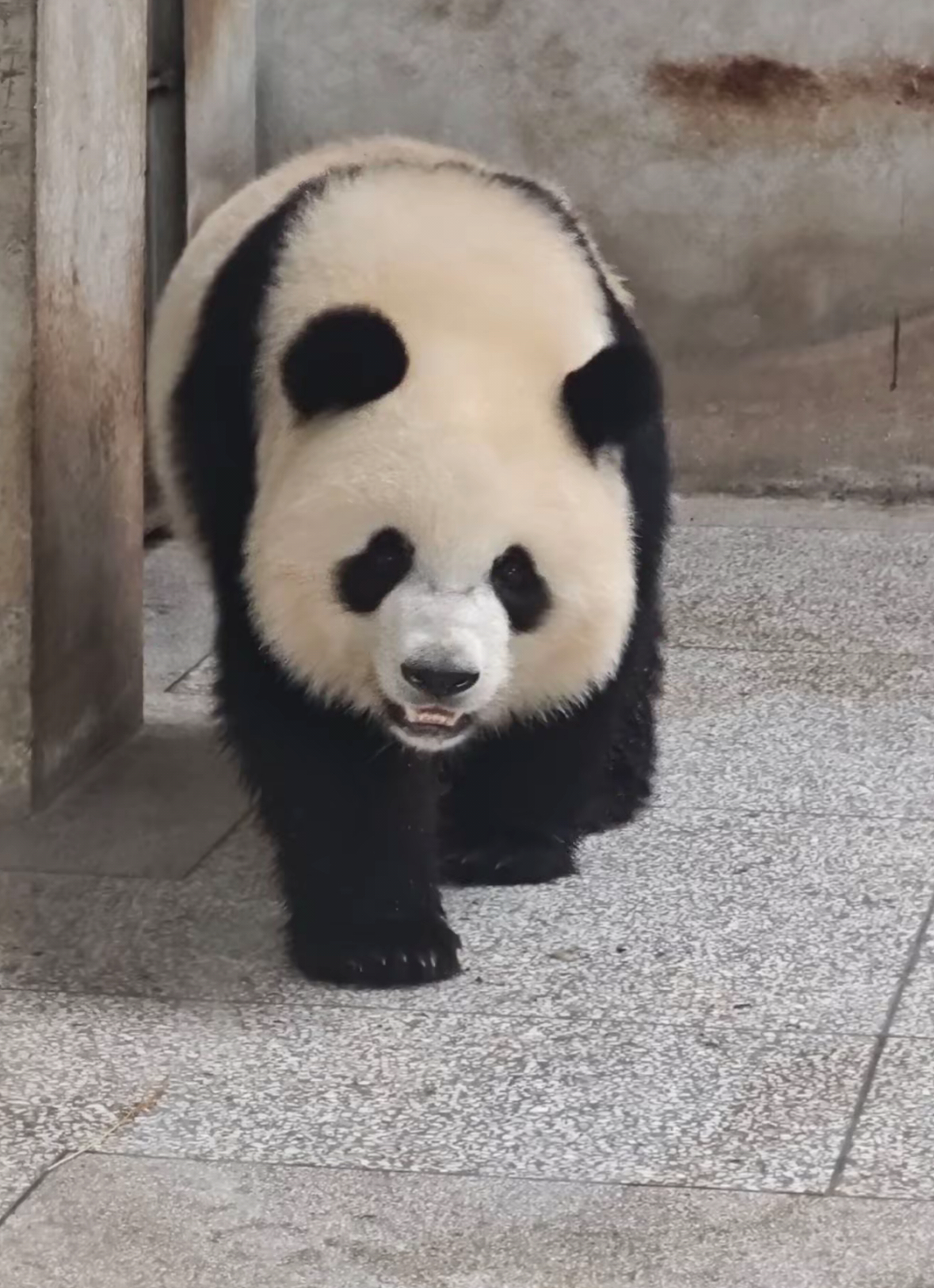 小七蓬蓬脸，甜甜的～🐼 