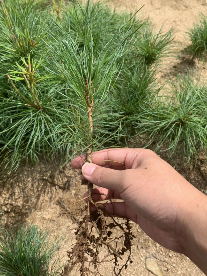2.8亿株红松苗，一年就花掉10个亿！很多人还没看懂这个信号。

一个数据，可能