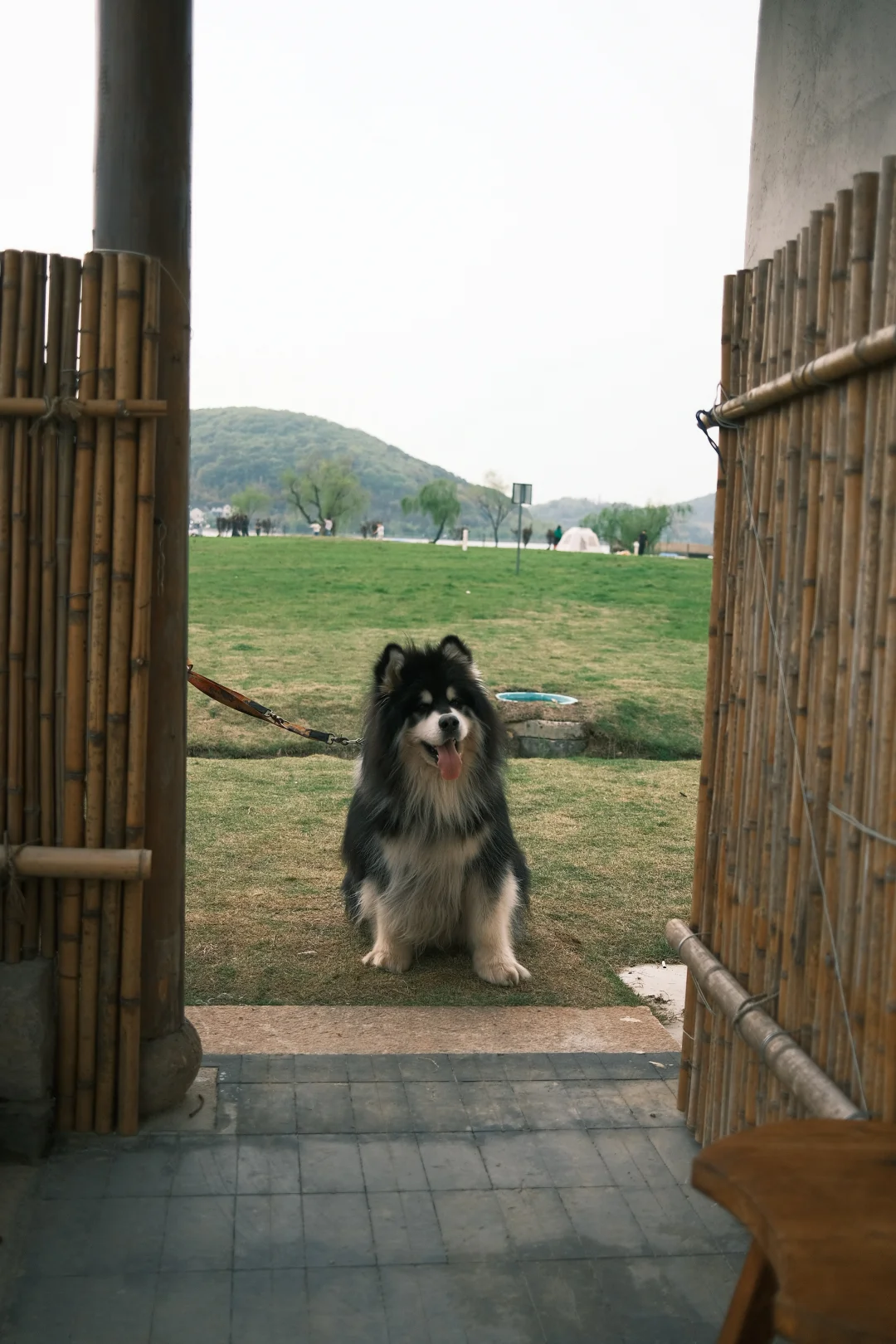求推荐苏州宠物友好，好吃的餐厅