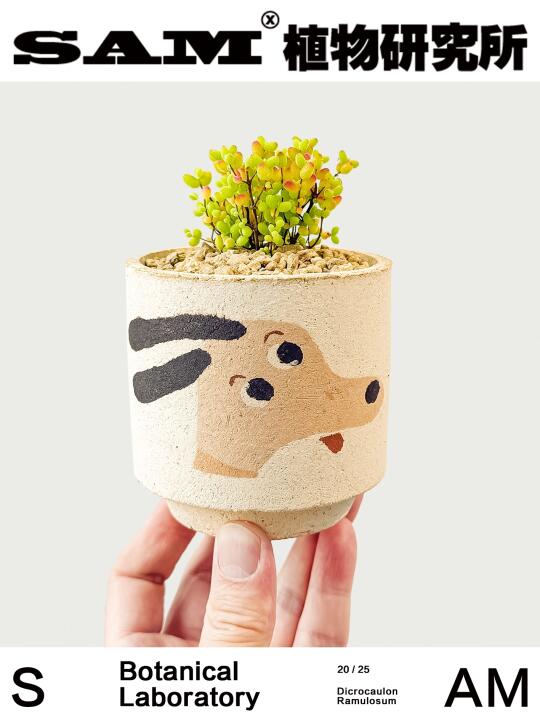 蜜橘糖球｜Drosanthemum Globosum