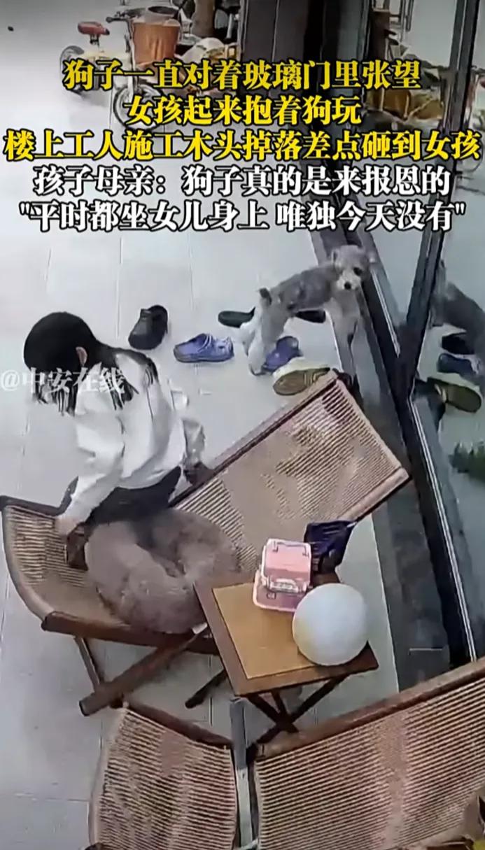“万物有灵”！3月2日，重庆。狗子一直对着玻璃门里张望，女孩起来抱着狗玩，楼上工