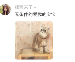 在人和小猫身上看见了无条件的爱 