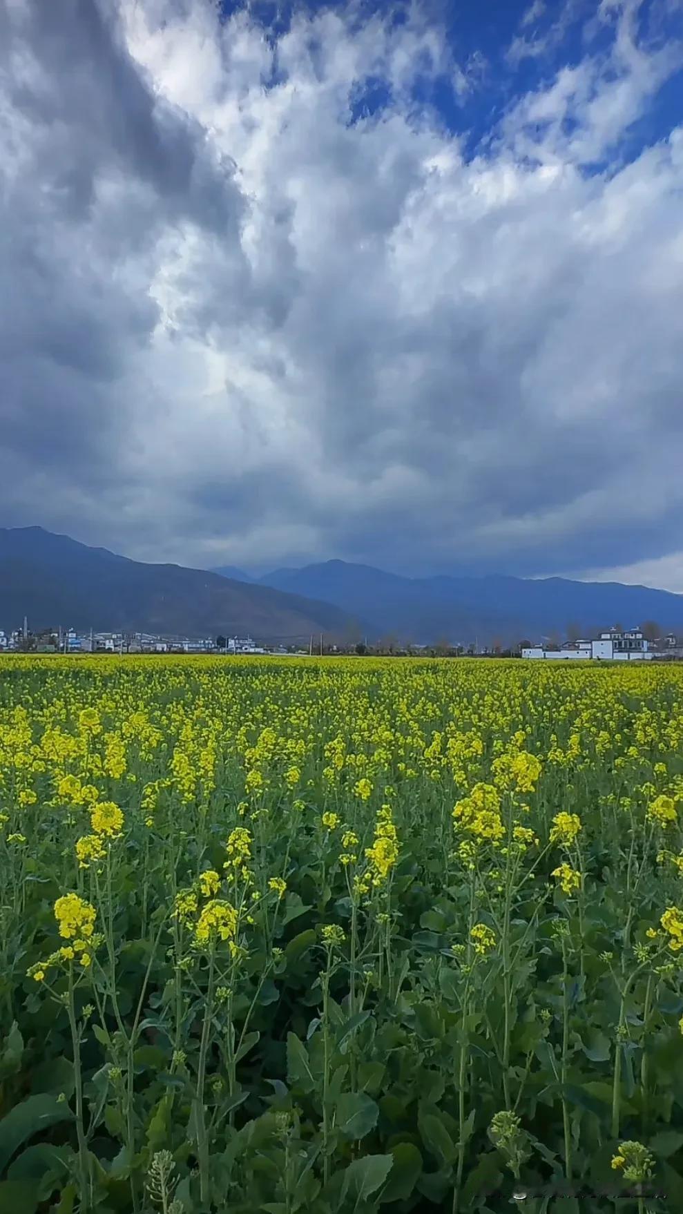 “山间田野，金黄花海，云卷云舒”🌾🌿🌊