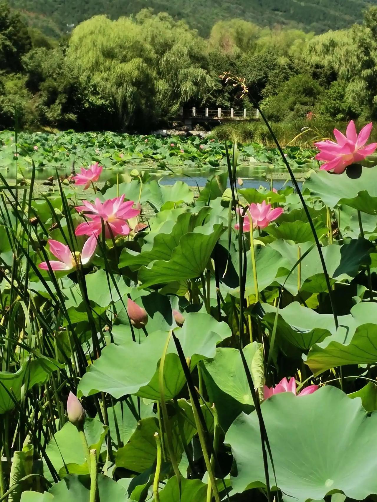 #用一句诗迎接夏天#首夏犹清和，芳草亦未歇