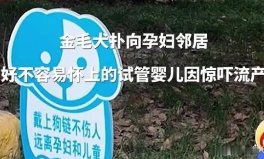 孕妇取快递被金毛猛扑，意外流产！狗主责任何在？
在上海，一位历经三年艰辛试管婴儿