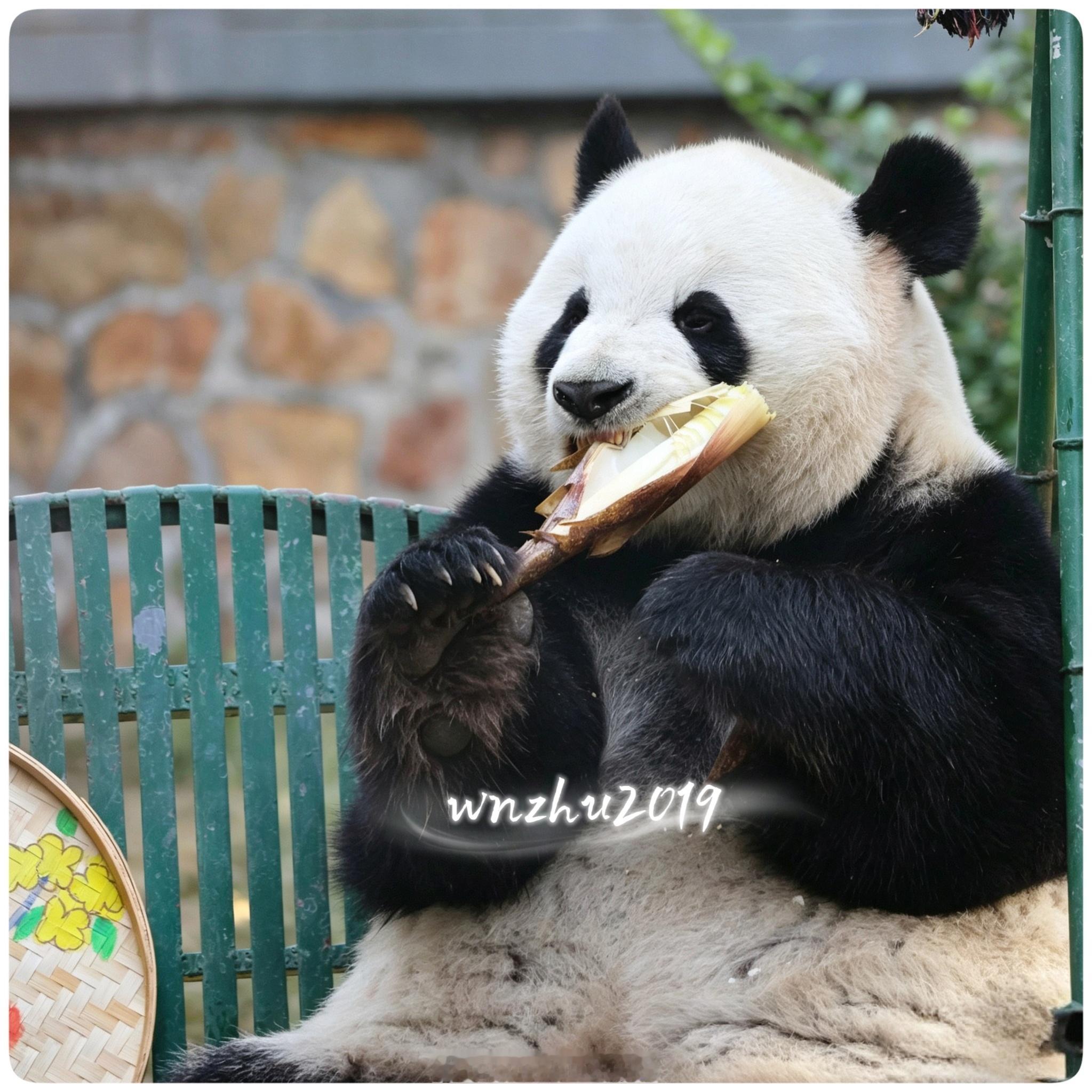 大熊猫萌兰 以前的萌吨吨小熊 