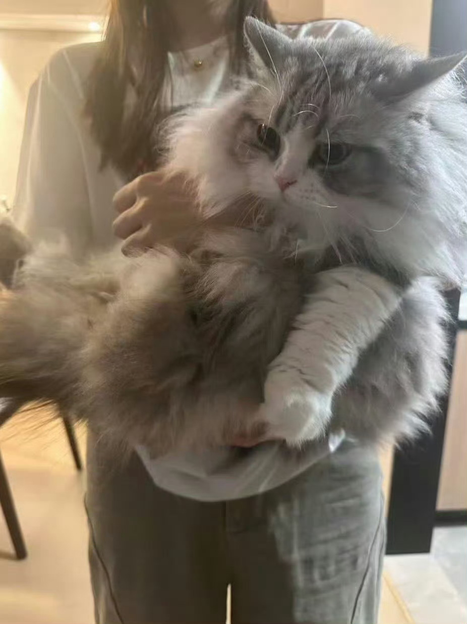 无畏的猫真的太太太大了完全是诋毁(-᷅_-᷄)肯定只是因为彩彩的毛太长了超级萌的