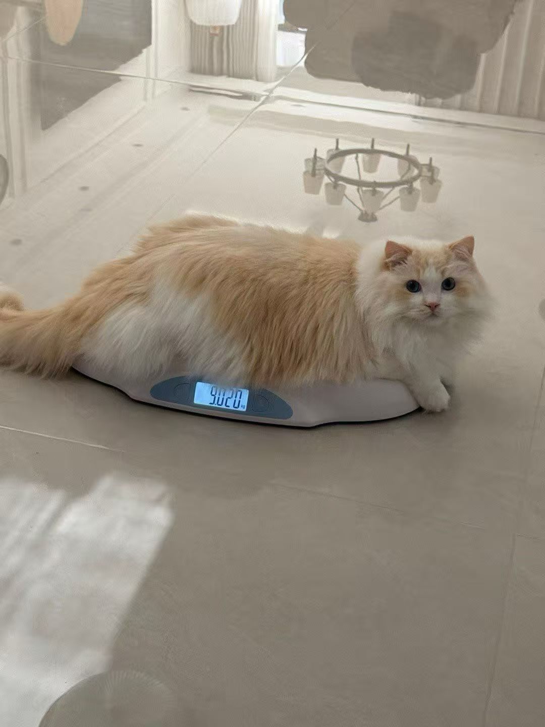 十个橘猫九个胖真的不是说说的（家长） 