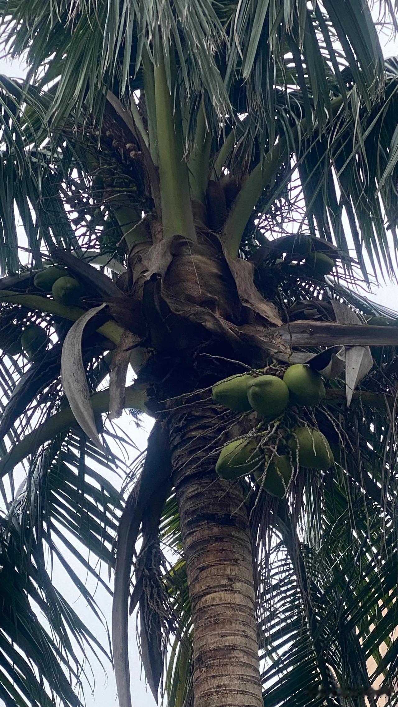 海口路边的椰子树🌴上，永远都会有椰子🥥挂在树上，有时候还没有长大，它们就自个