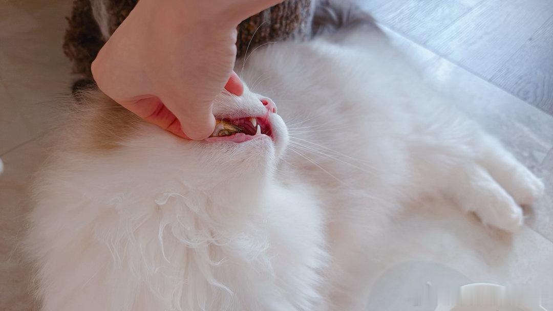 永远年轻永远不吃鱼头。猪哼赏你了。 