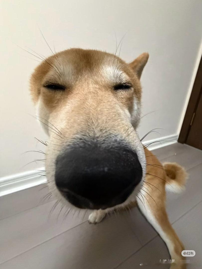 仙品照片 