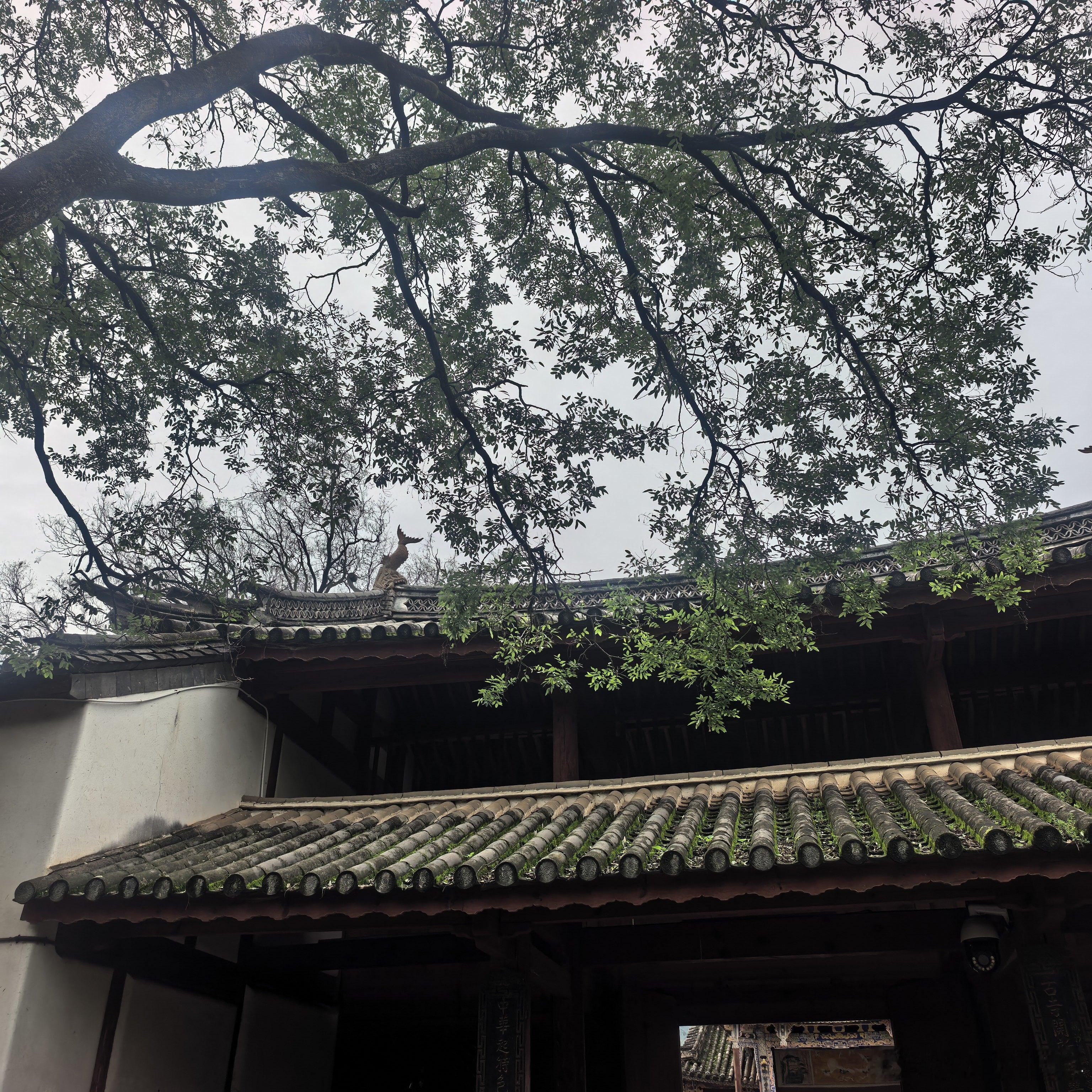 早起溜达溜达，阿诧力教竟然只剩下这么一个完整的明代寺庙了，大殿内的佛像还是后来请