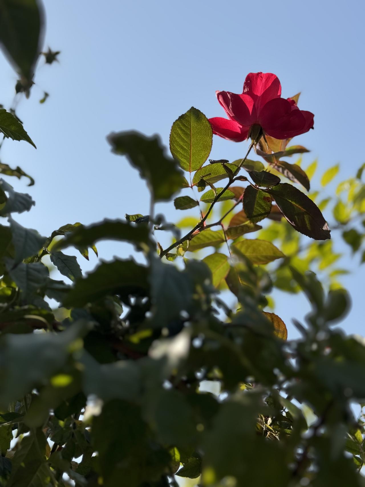分享一下你随手拍下的照片蓝天下的月季花