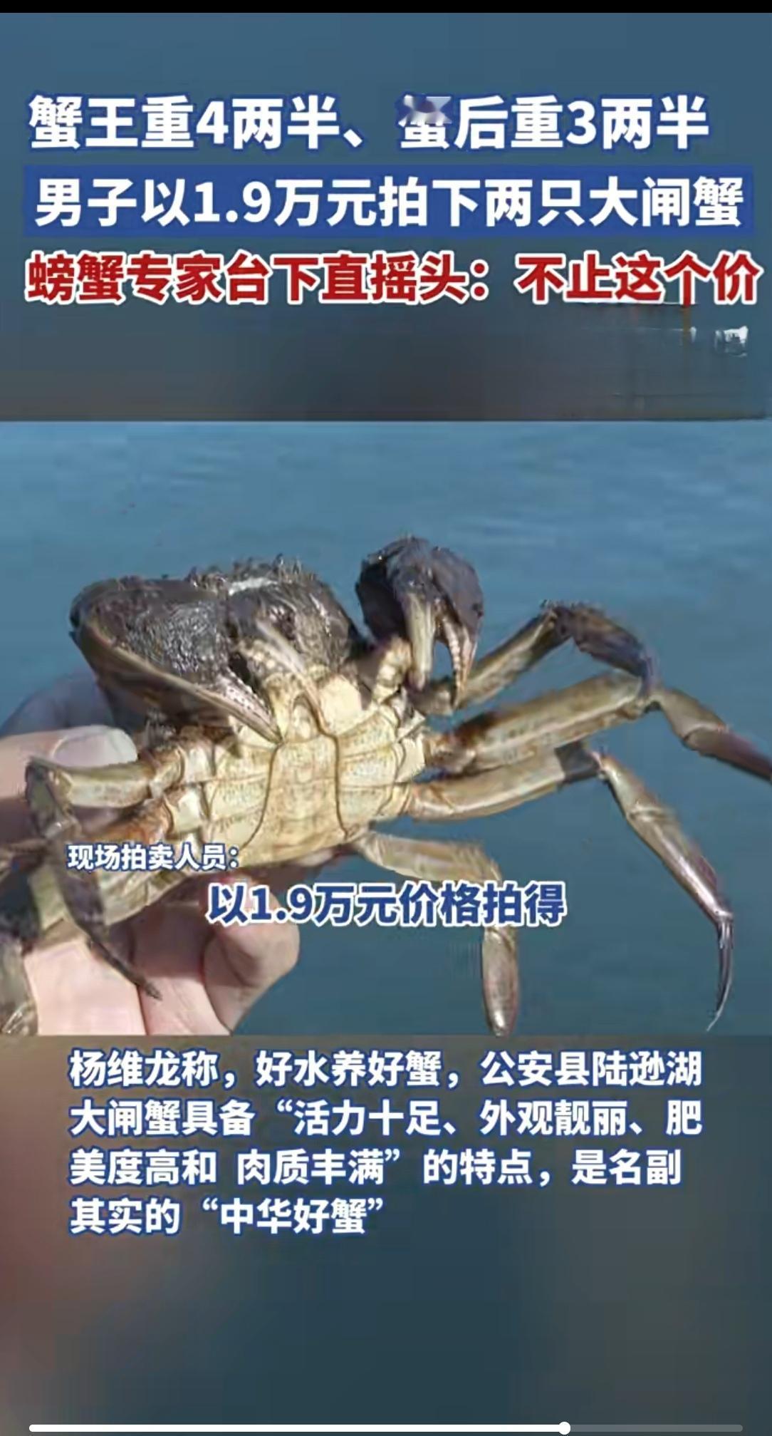 湖北陆逊湖“蟹王蟹后”拍出1.9万！700克螃蟹贵过黄金，专家还说卖便宜了？
 