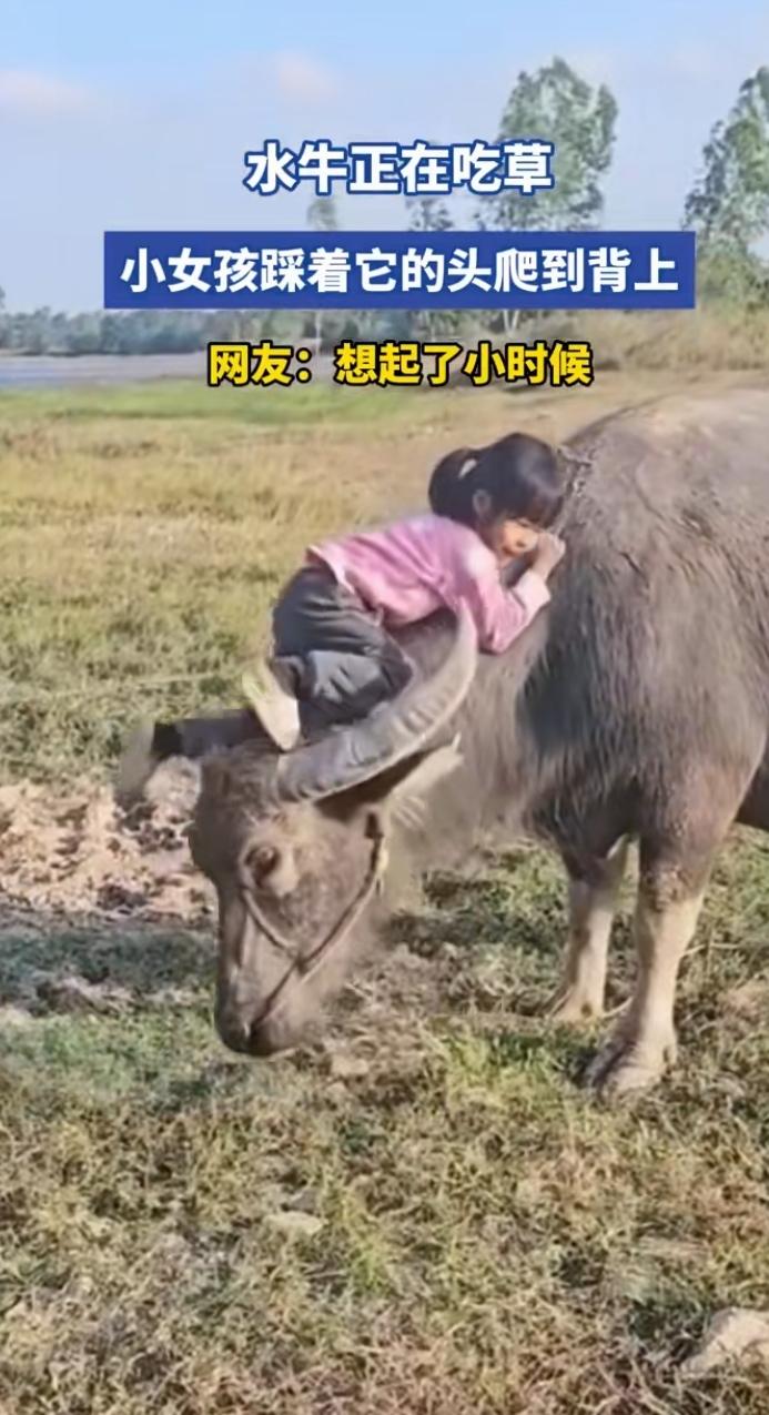 70/80后的农村孩子，小时候基本都放过牛！这样的上牛动作你们会么？再也回不去了