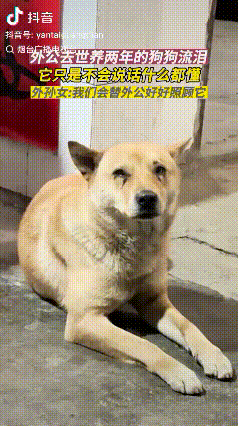 万物皆有灵！湖南，女子的外公两年前买了一只土狗，那时候外婆刚走，小狗就成了外公最