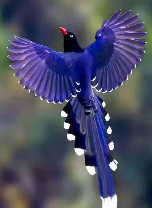 看到喜鹊，请不要无视，评论区很灵🙏   