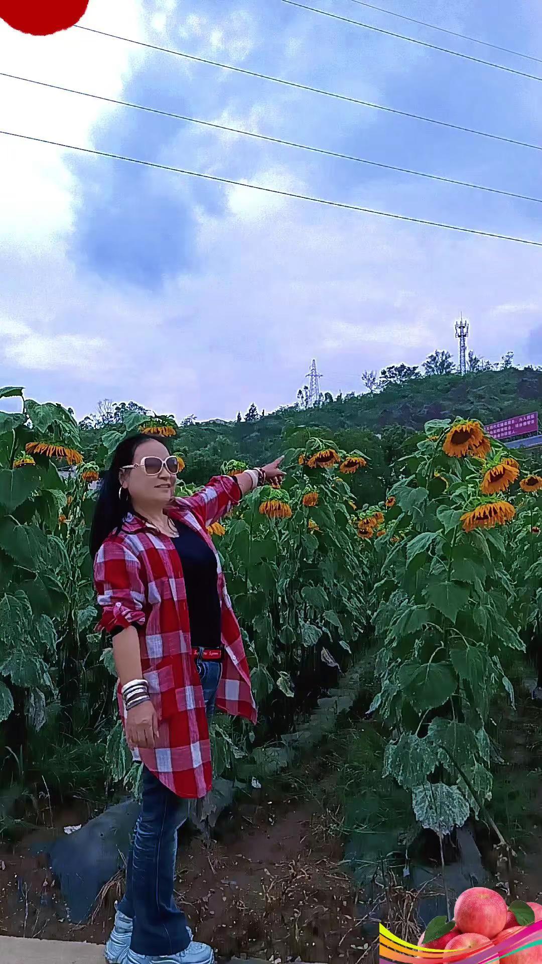 醉在向日葵花海里🌻
