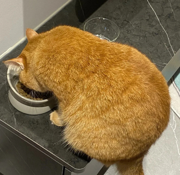 猫粮也有“雷区”！8款猫粮5款含毒素2款蛋白质缩水，部分猫粮营养虚标，还存在真菌