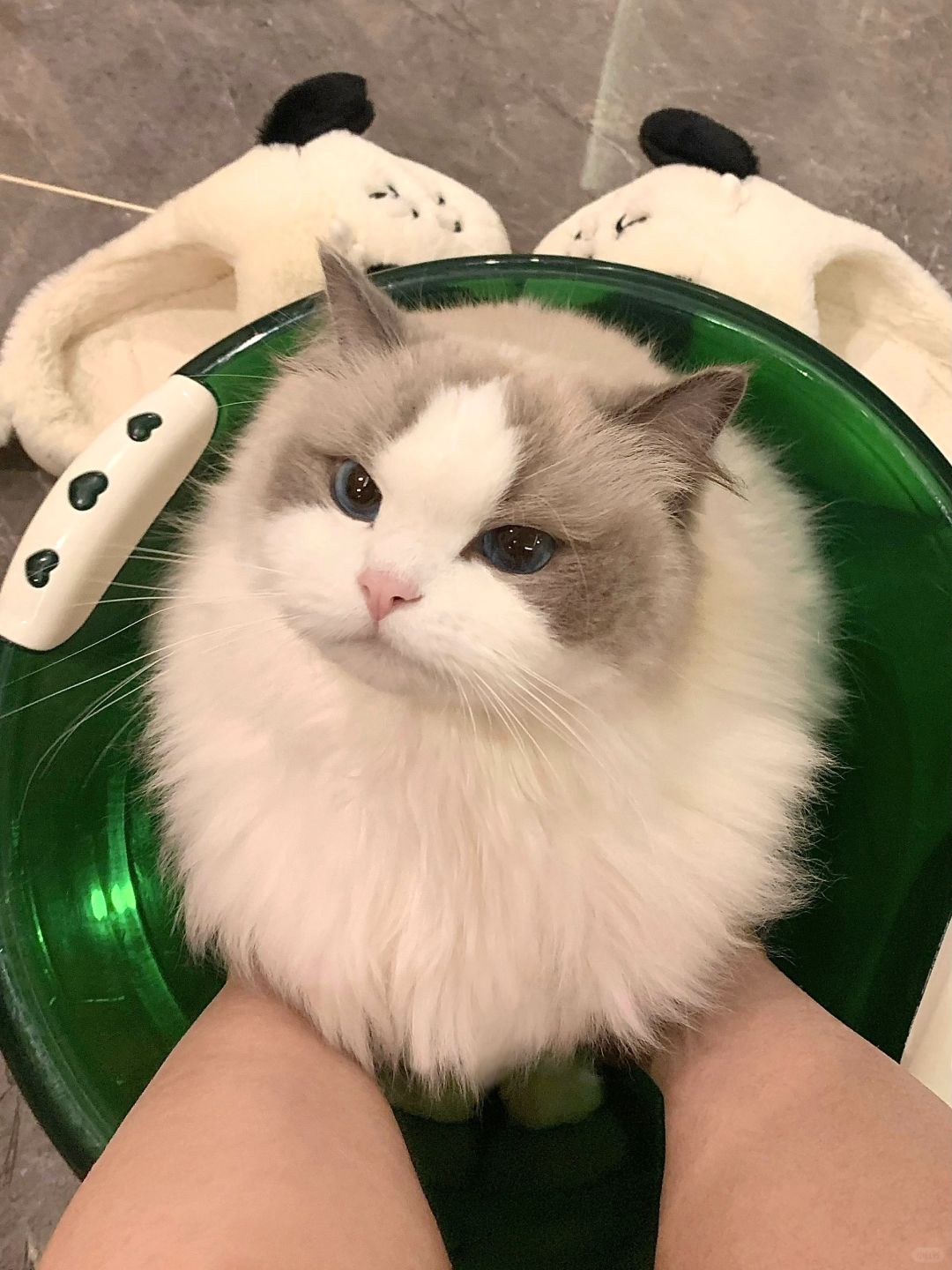 姨姨，泡脚不如泡我