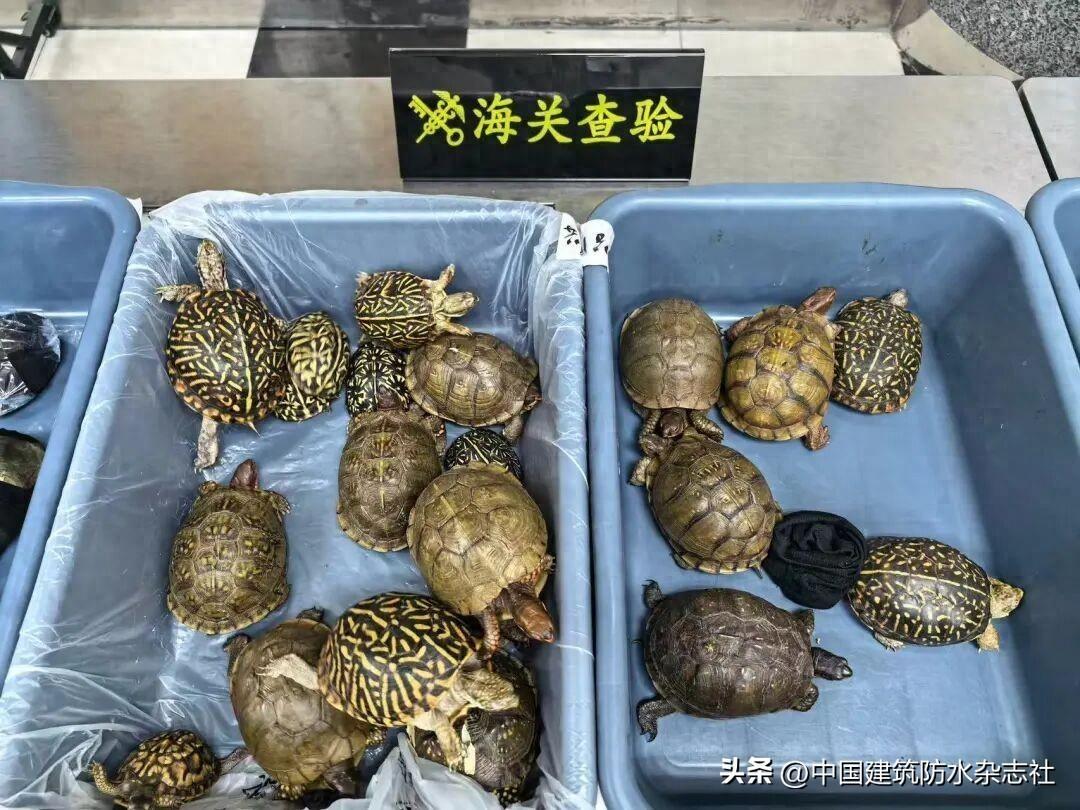 8个女的，53只活龟，全用黑丝袜绑在身上，腿、腰、胸……全塞满了。
这不是新闻。