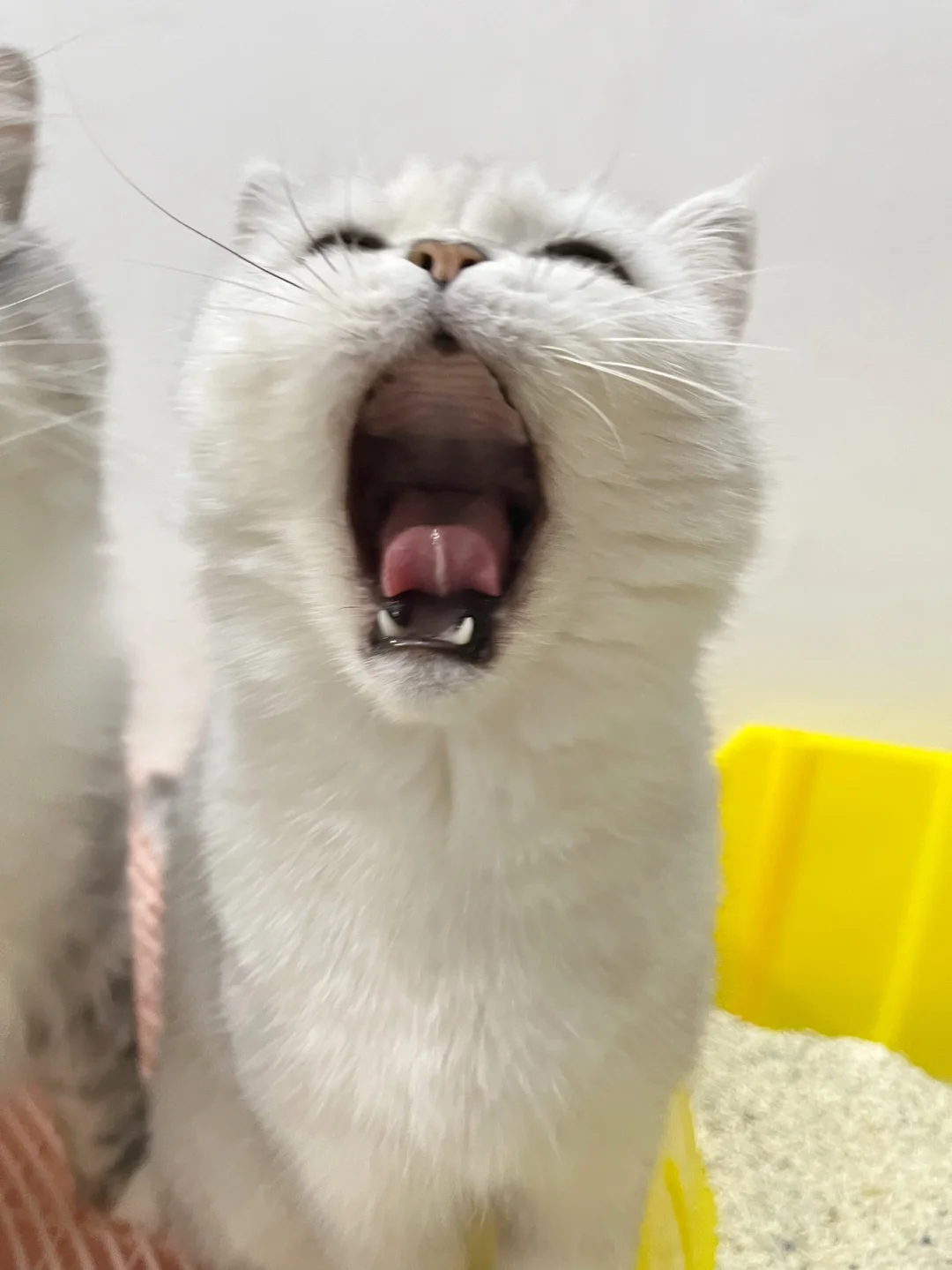 无法拒绝可爱的小猫咪