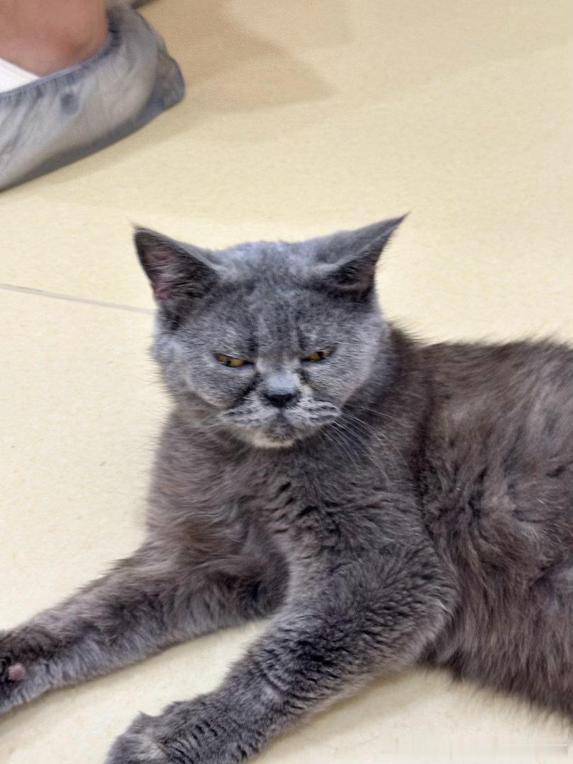50239【丑猫】前两天去猫咖里看到的丑猫 老板说它的名字叫撞大运 因为脸像被大