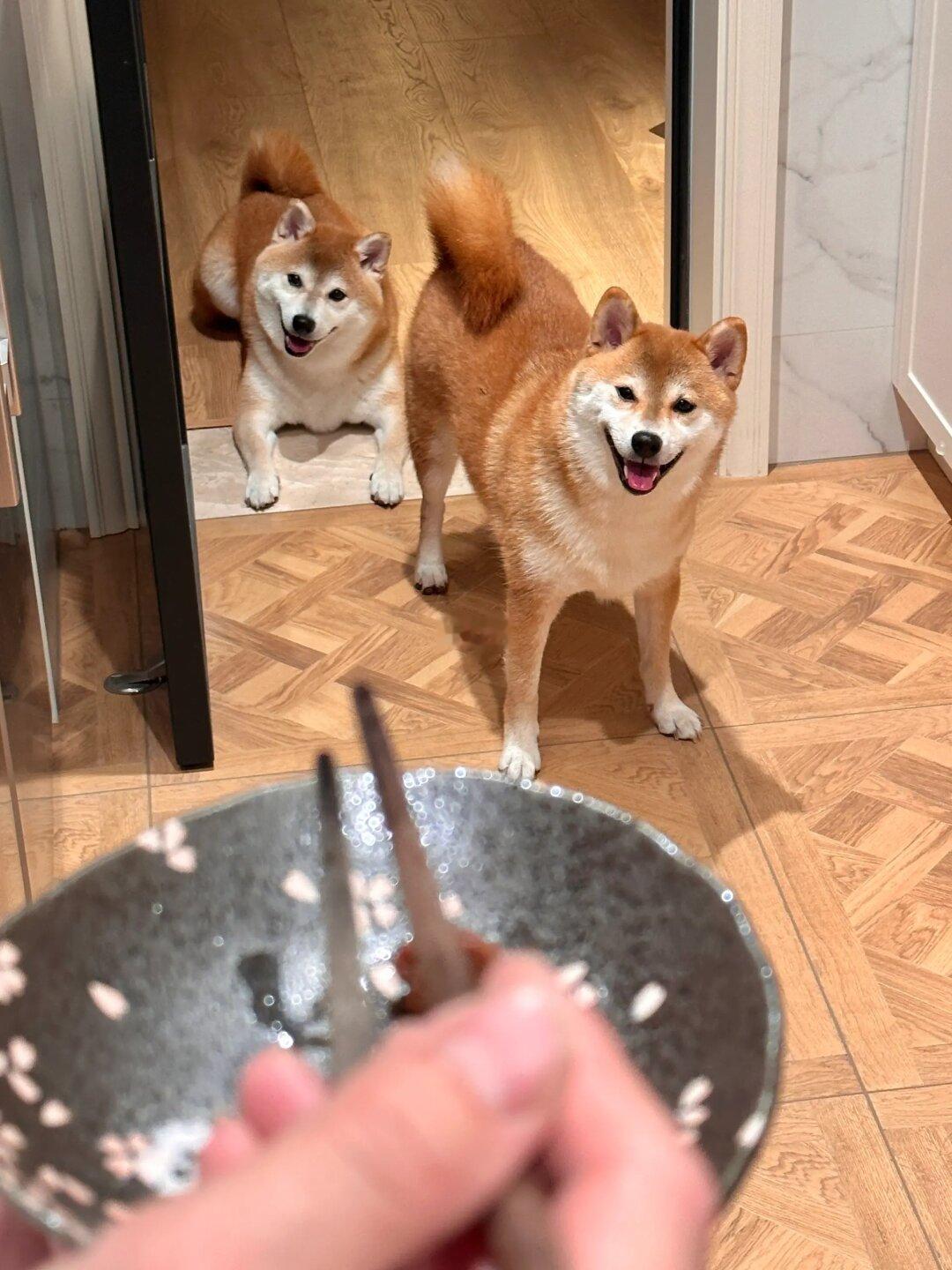 当偷吃被小狗抓包🐷