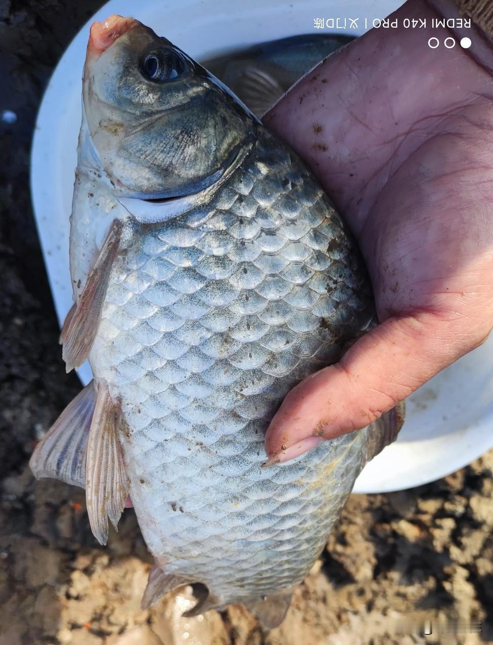 野钓有时候就是这么无奈，不好钓的时候坐一天，好钓的时候得走了。

今天本来是不打