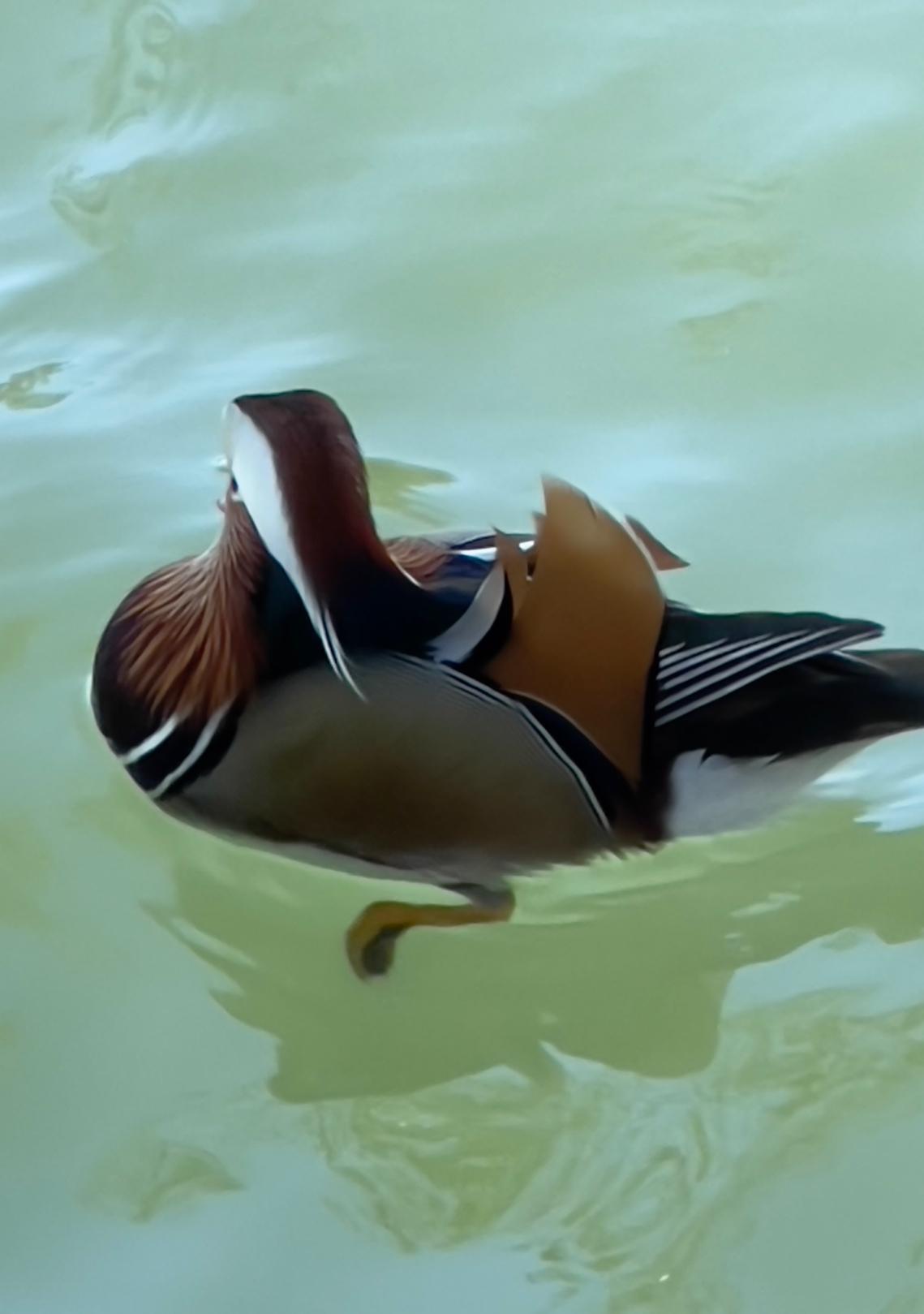 优雅的鸳鸯，戏水不亦乐乎；静谧的湖面，自然之美尽收眼底。🌿🦢