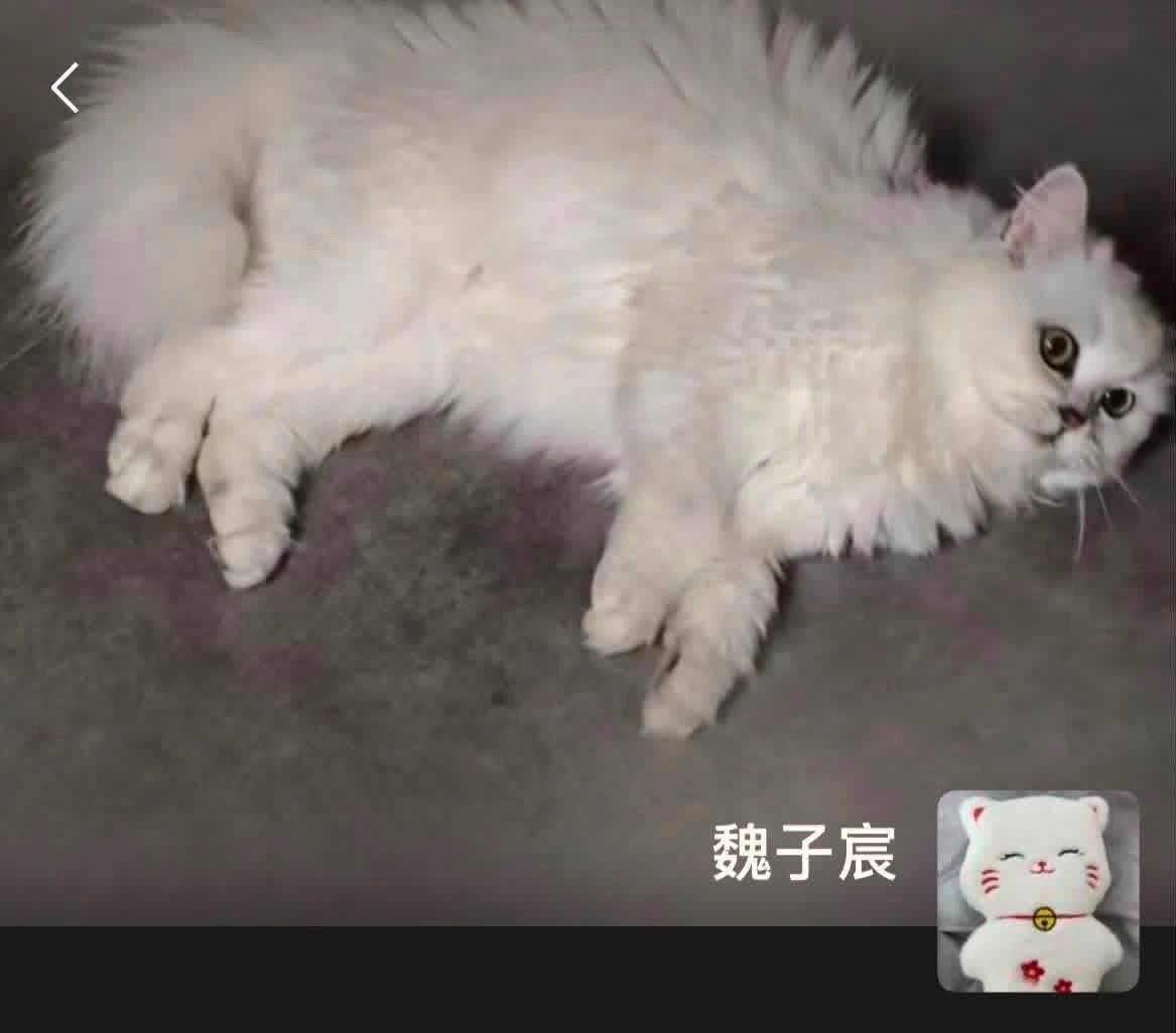 感觉自己每天都呆萌，好懵逼呀，怎么就活成这样了？好疑惑呀好困惑，我就这样呆呆地望