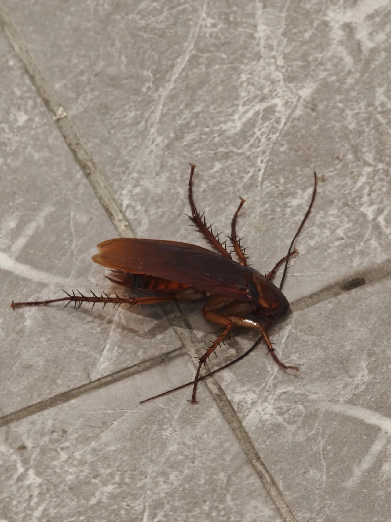 蟑螂大家都见过没错，但是你们见过这么大大大一只的吗？真是吓死个人啊！