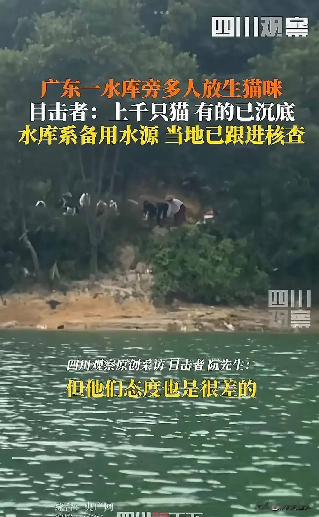 “太触目惊心了！”广东，一男子遛弯时，突然发现水库边，上百只猫咪正被人硬赶下水，