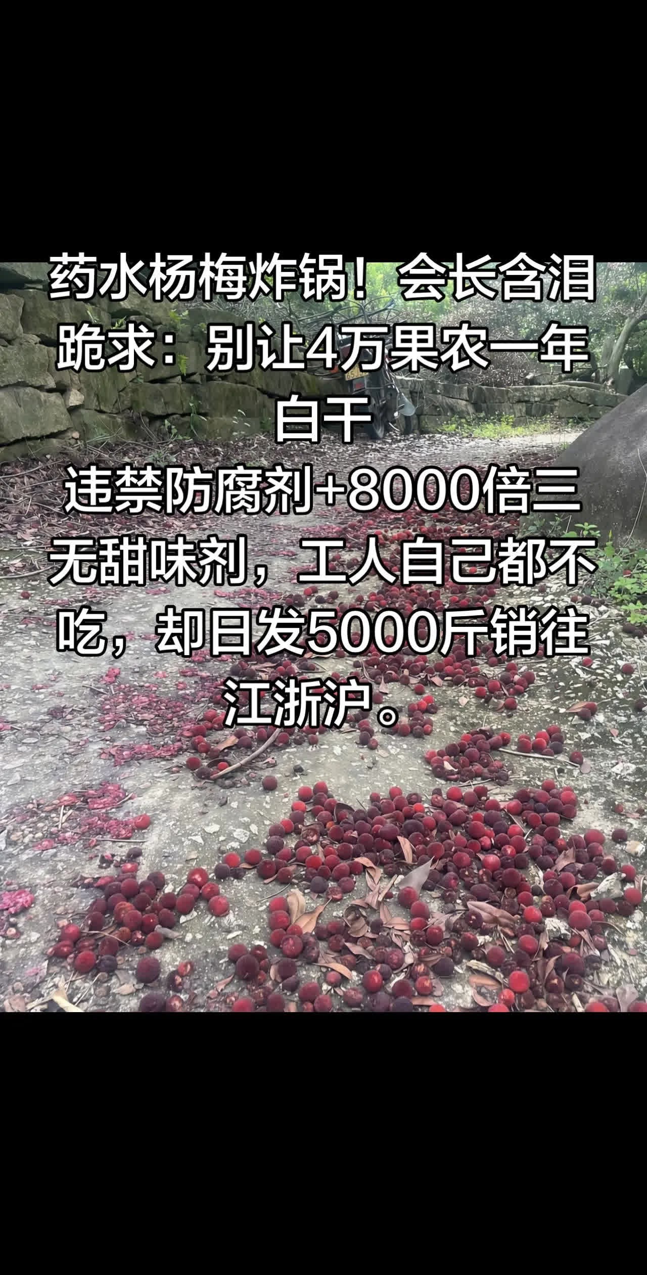 药水杨梅炸锅！会长含泪跪求：别让4万果农。药水杨梅炸锅！会长含泪跪求：别让4万果