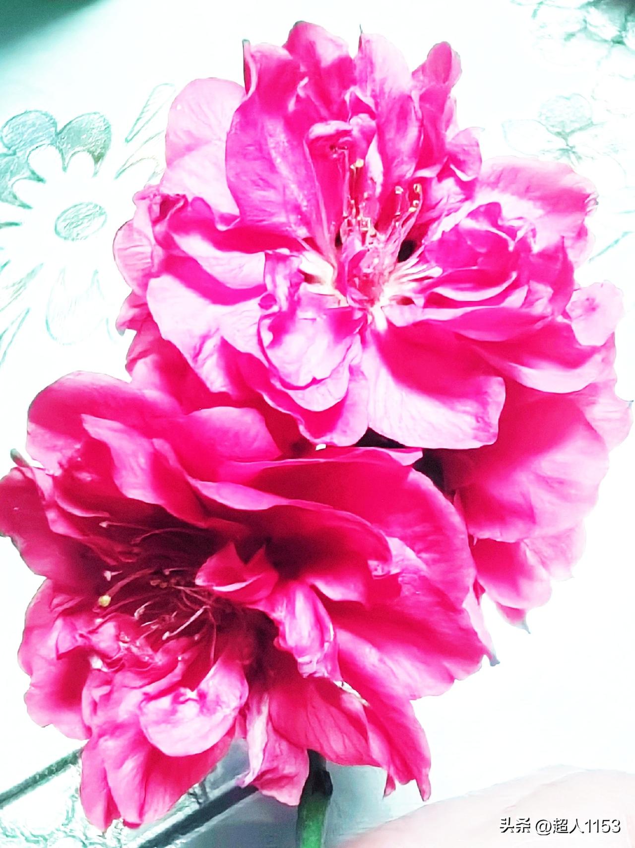 春天来了，
是一个鲜花开满的五彩斑斓的世界。

随手拍下粉红色的花，
美美的艳艳