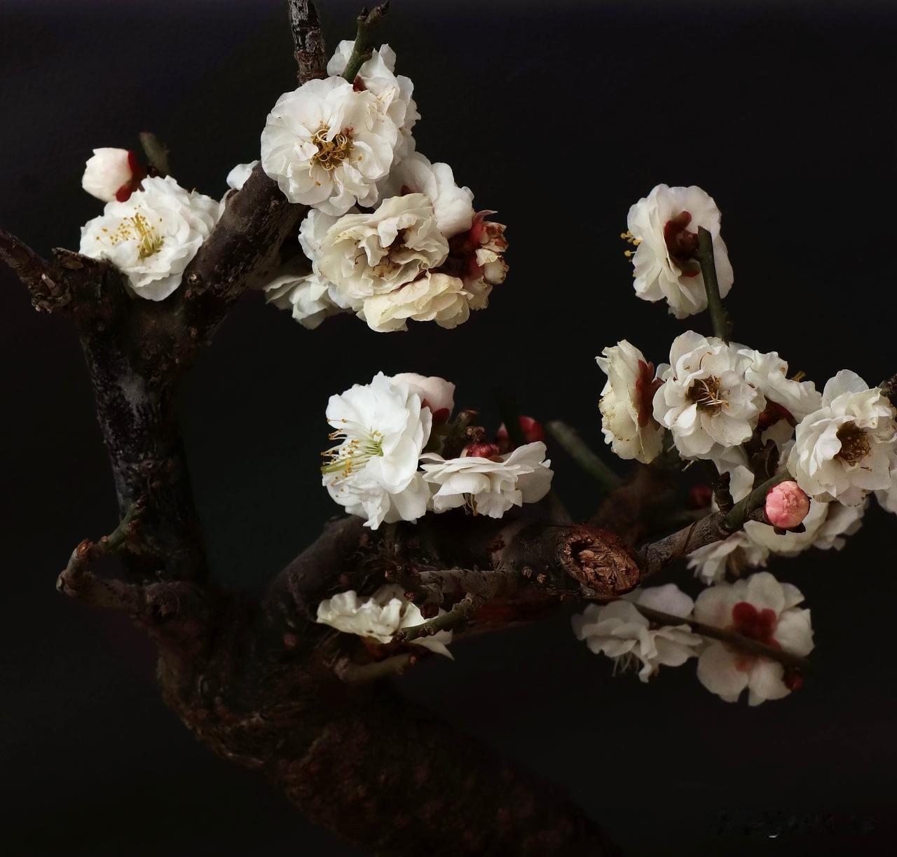 芳草萌动知春意,群芳吐蕊花争春.绿柳暖春意