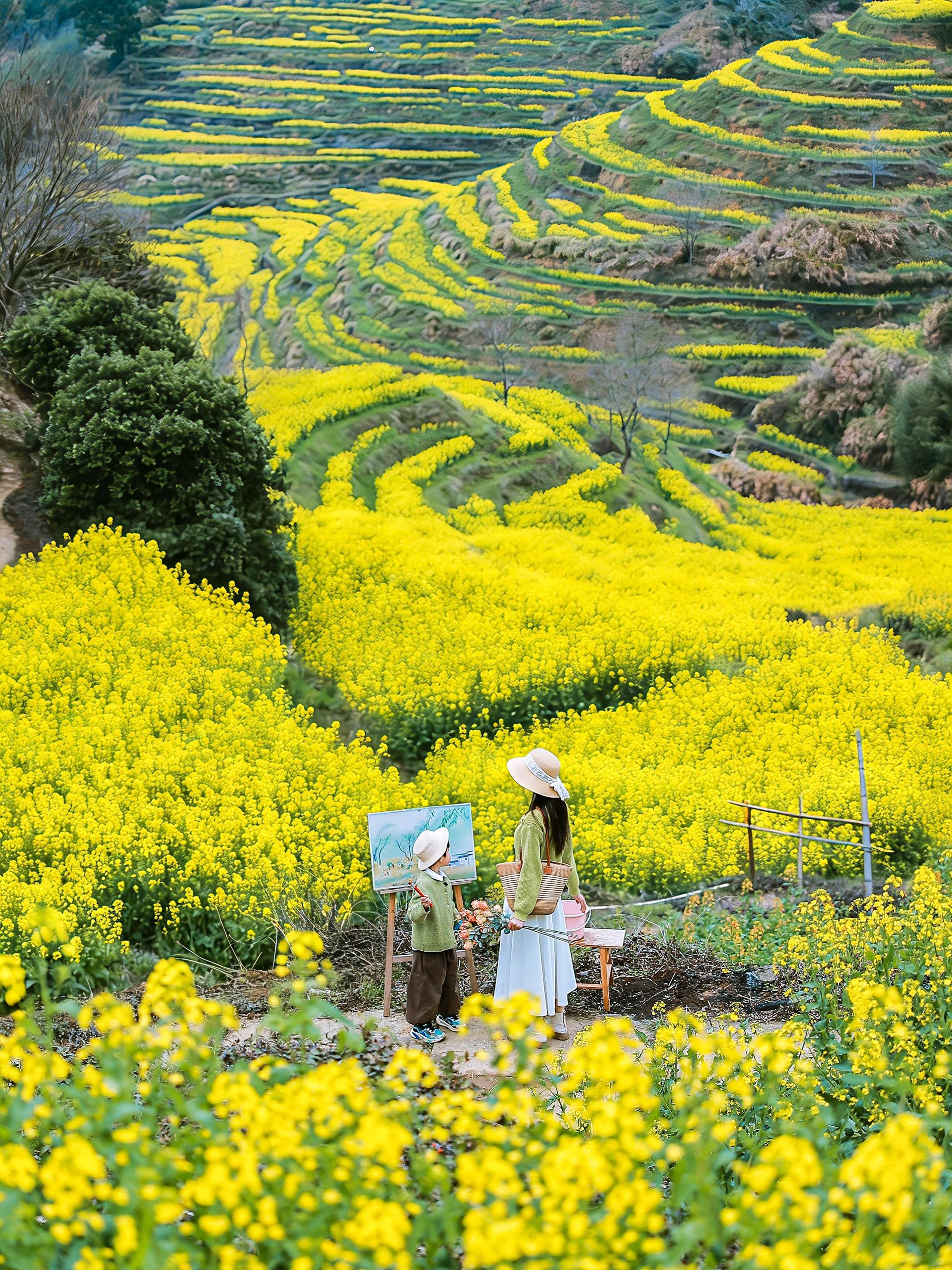 婺源赏花2天1晚！带娃闯进油画般的春天 当万亩梯田花开成海，白墙黛瓦隐...