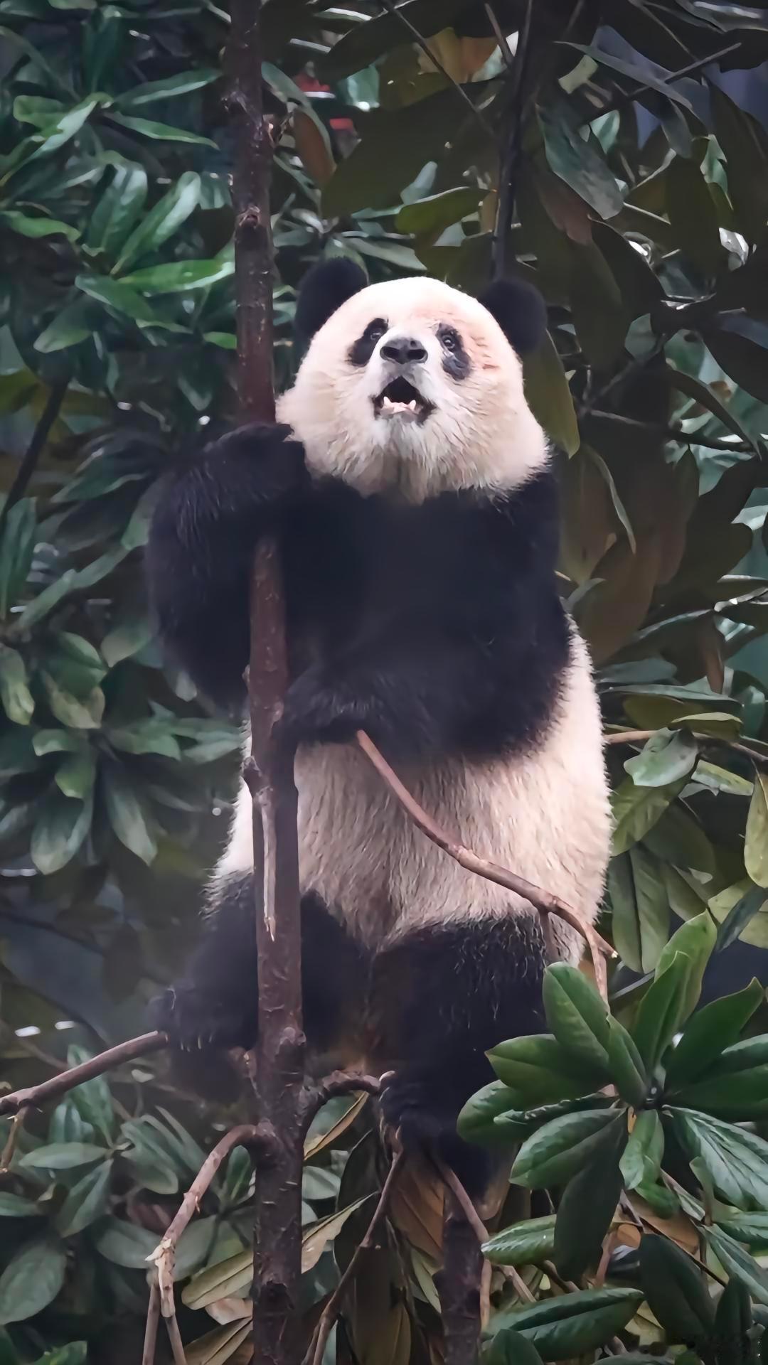 树上挂了一只小猪吖！爱姐好喜欢爬小时候爬过的这棵树 大熊猫渝可渝爱[超话]  